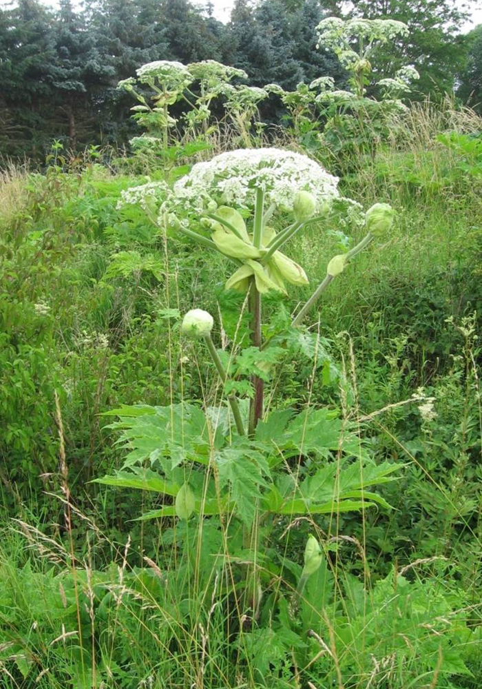 Naturpflegeprojekt des JHV bekämpft giftigen Riesenbärenklau